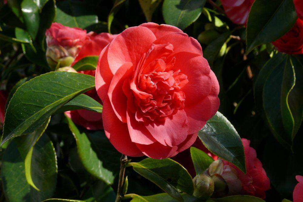 bunga camellia (pixabay.com/angelstar)