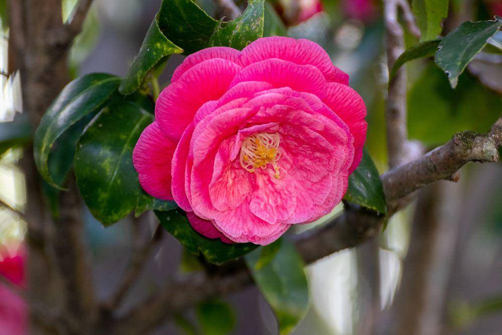 bunga camellia (pixabay.com/gabriela-motta)