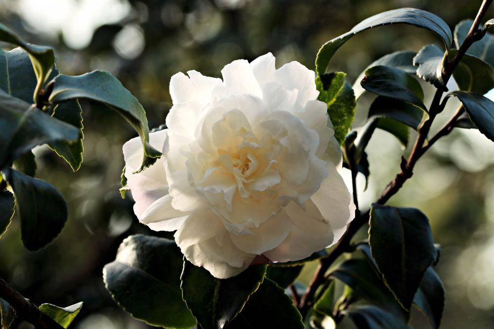 bunga camellia putih (pixabay.com/NoName_13)