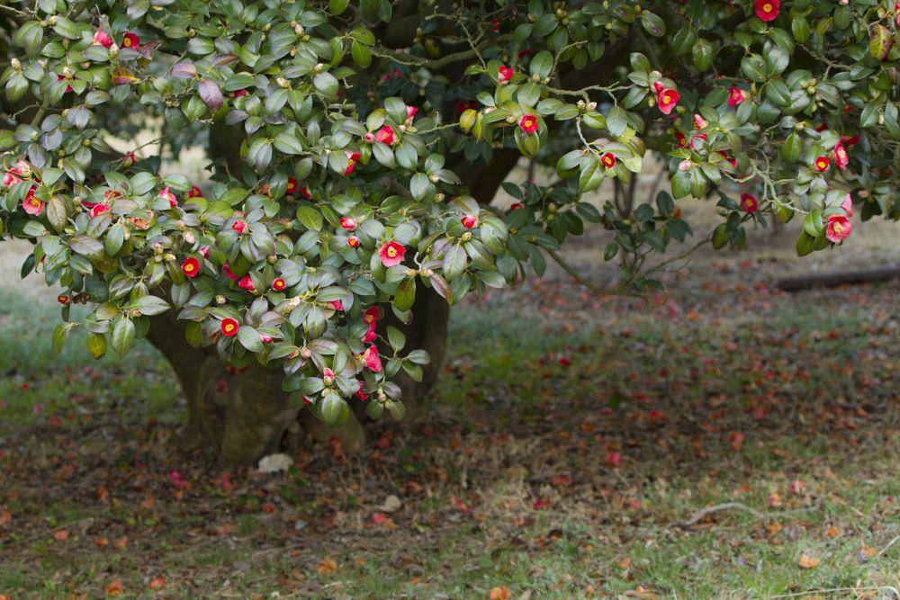 bunga camellia (pixabay.com/ssun4u)