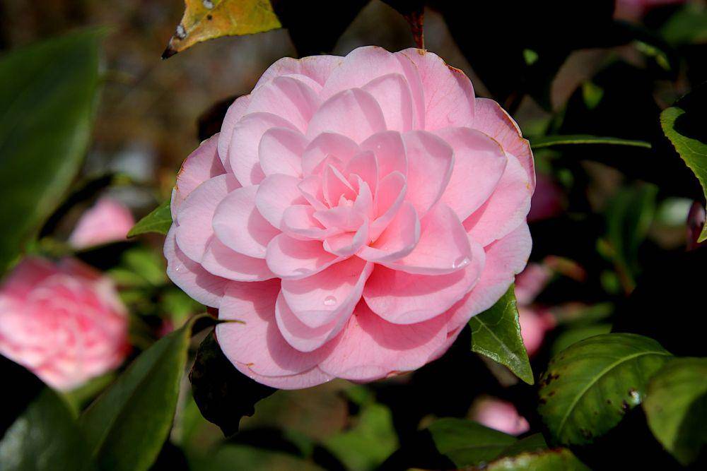 bunga camellia (pixabay.com/GAIMARD)