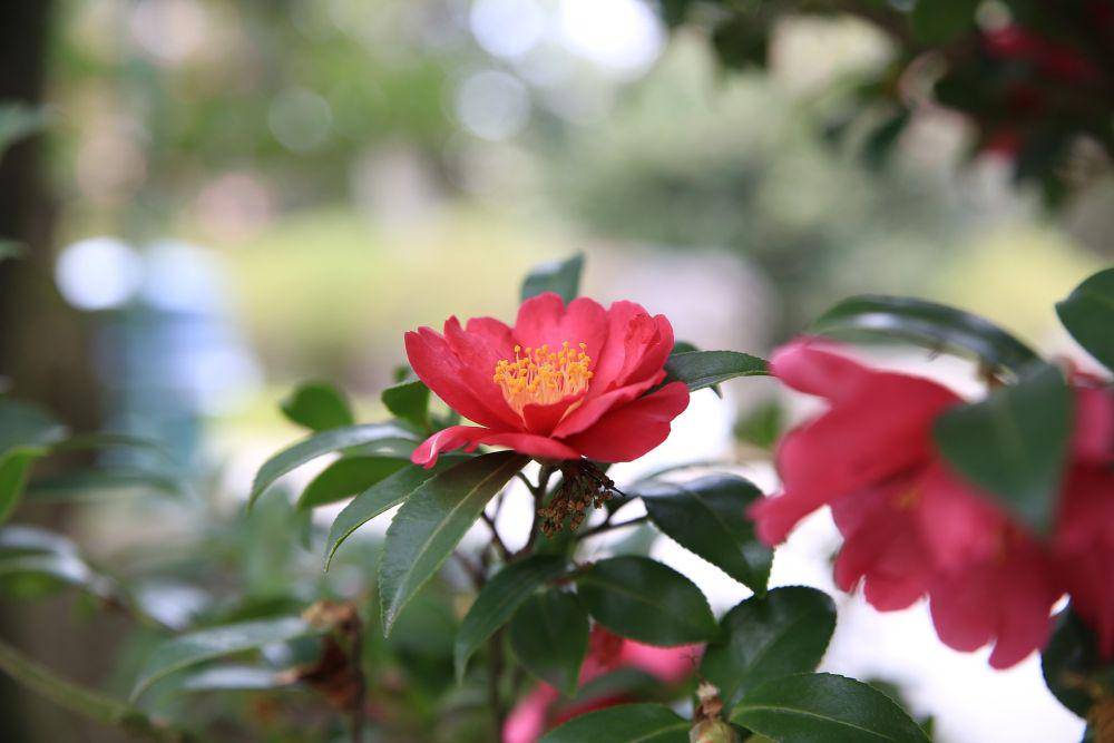 bunga camellia (pixabay.com/choiseongmi)