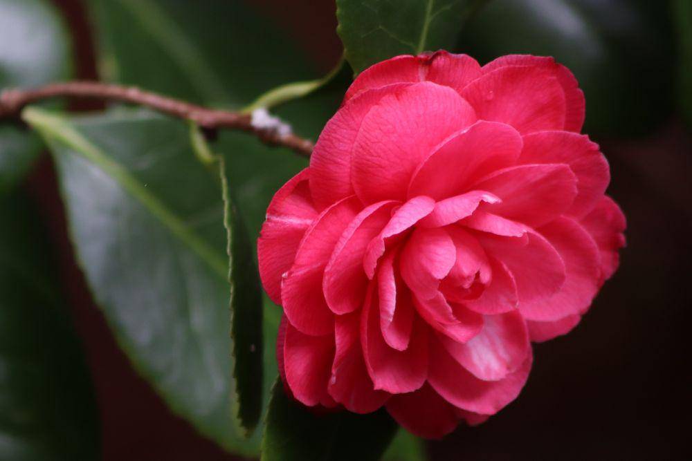 bunga camellia (pixabay.com/Nennieinszweidrei)
