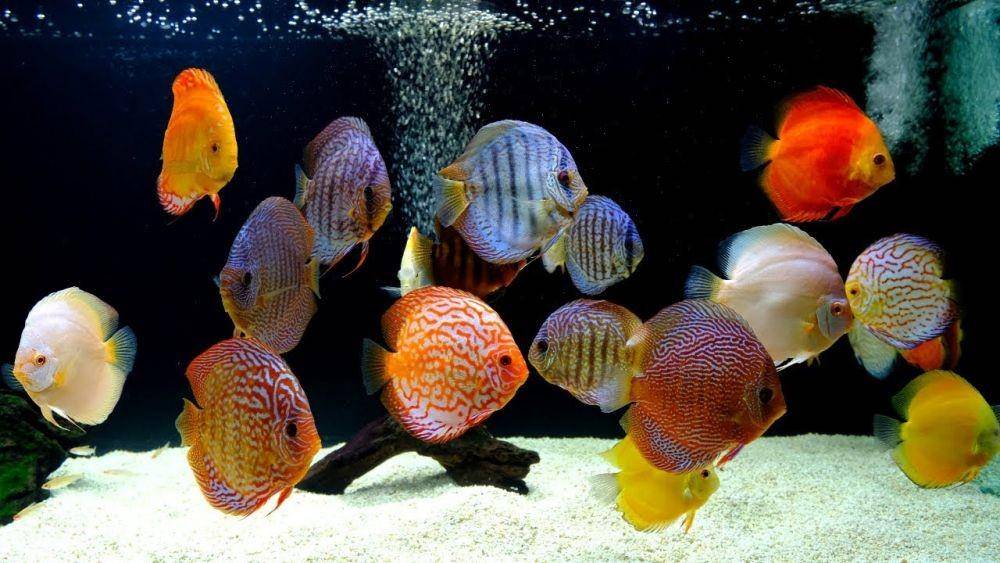 Discus Fish (youtube.com/Aquarium Co-Op)