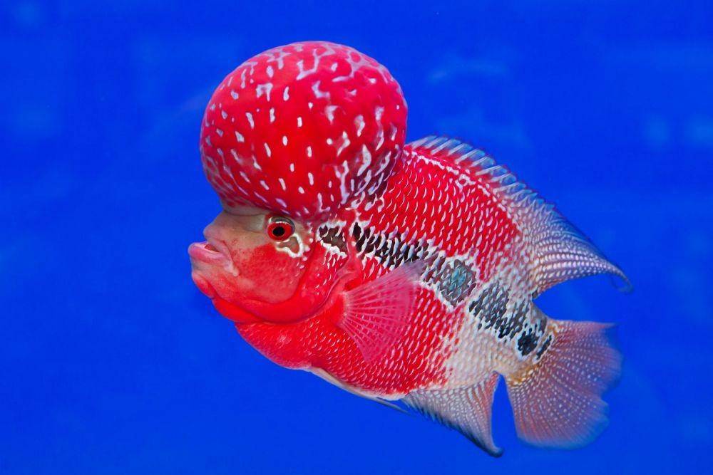 Ikan hias Flowerhorn Cichlid (thesprucepets.com)