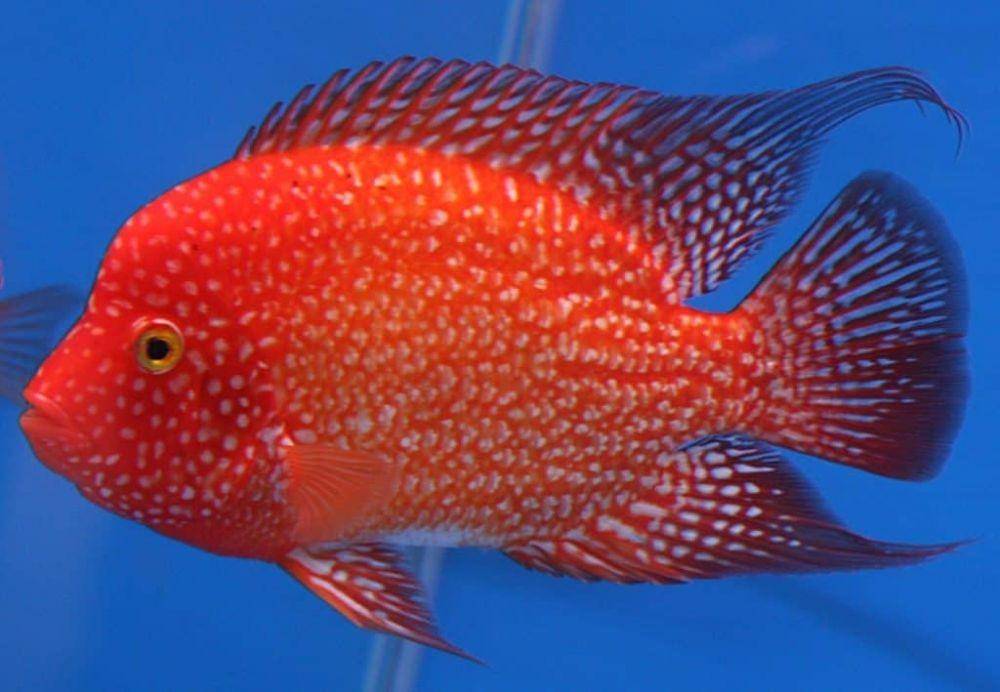 Ikan hias Red Texas Cichlid (fishlaboratory.com)
