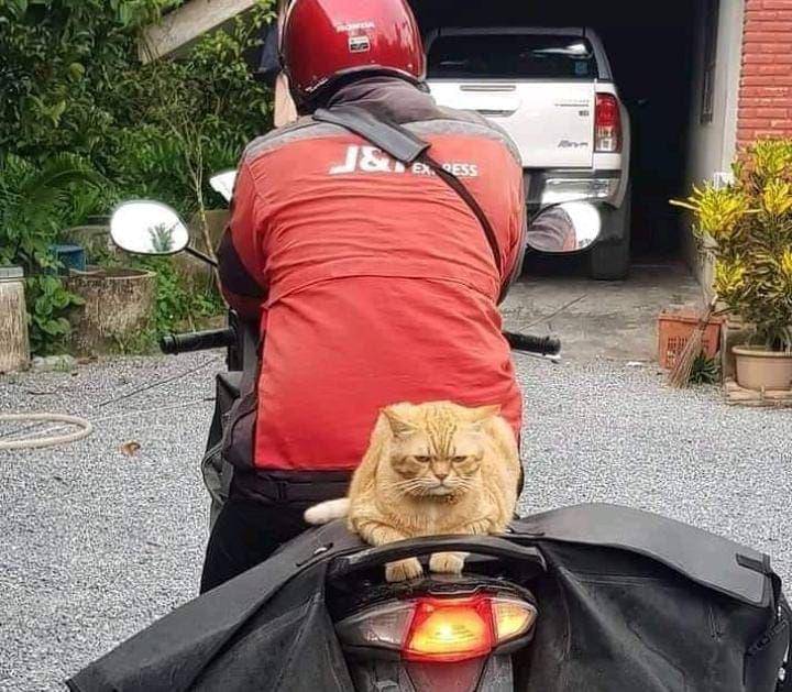 momen apes orang saat kerja (instagram.com/kocheng.oren)