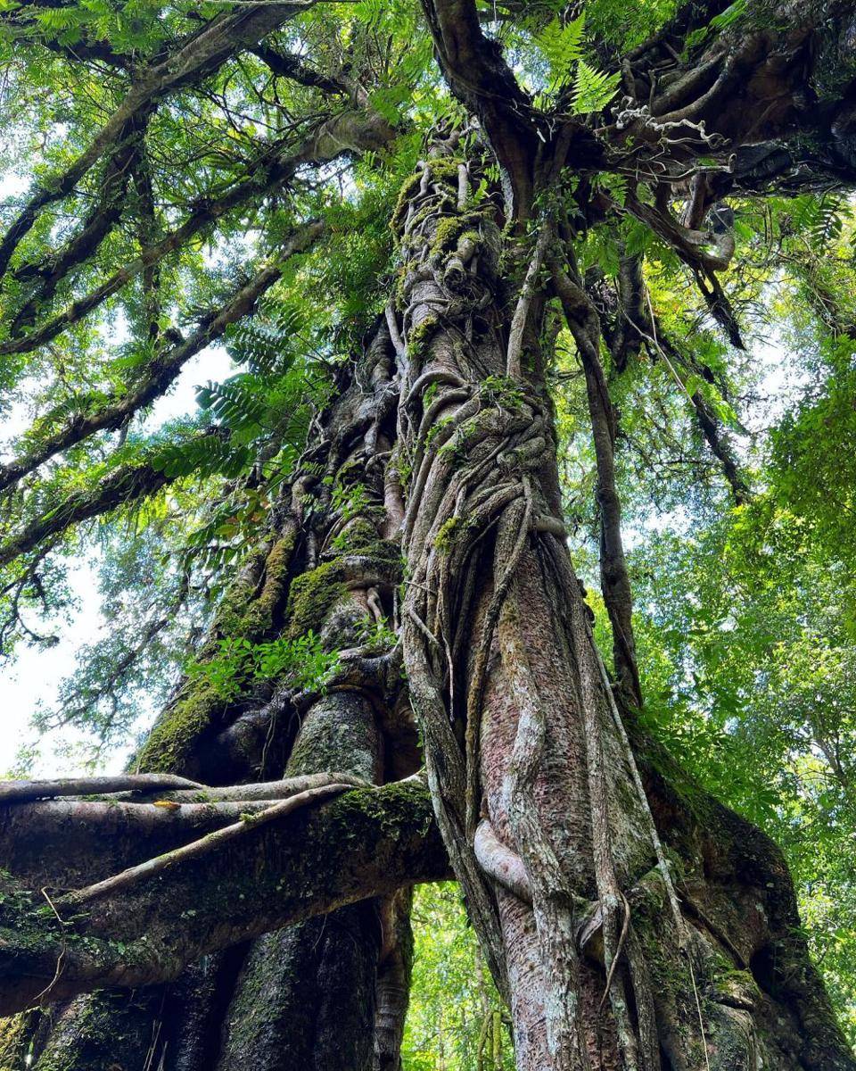 ilustrasi Bali Botanical Garden Bedugul (instagram.com/dreamchaser_traveller)