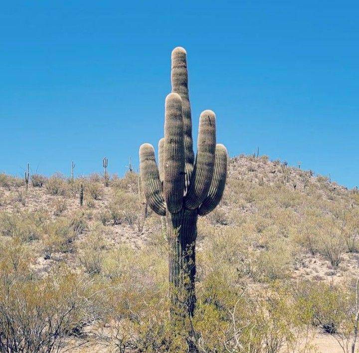 kaktus saguaro (instagram.com/wenfendifi)