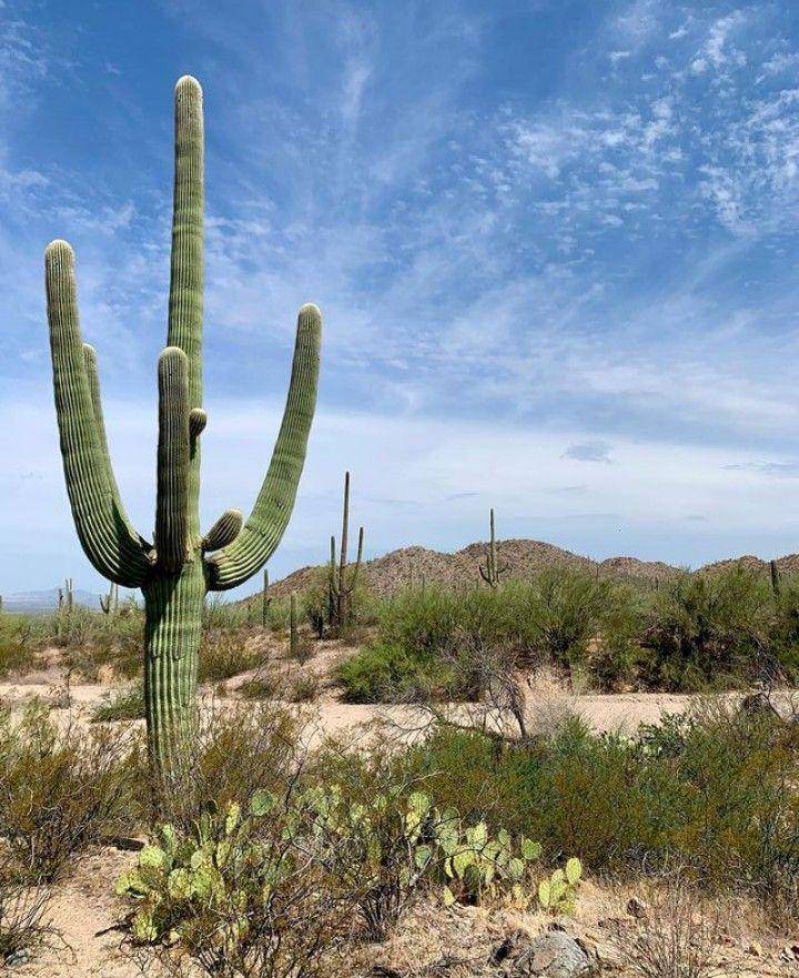 kaktus saguaro (Instagram.com/ramble_and_roam_)