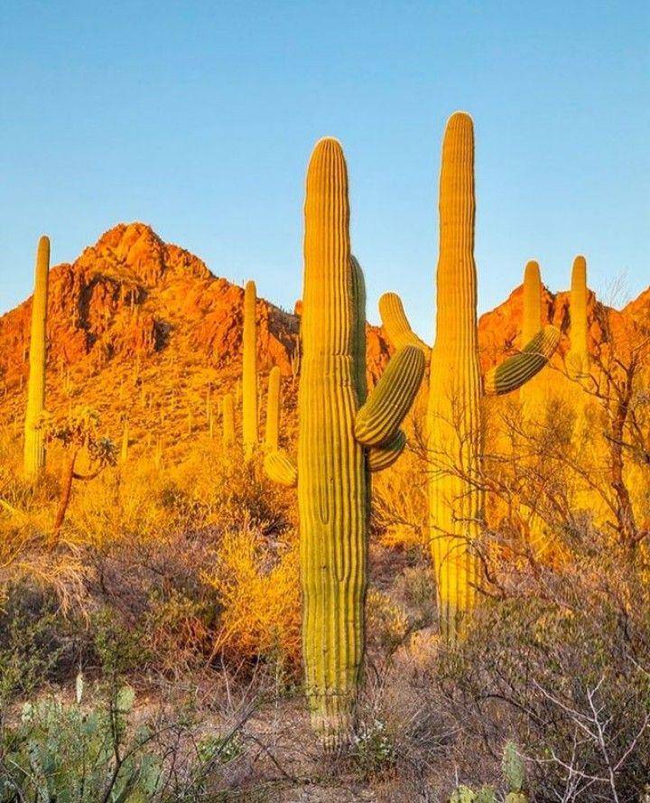 kaktus saguaro (instagram.com/david_litschel)