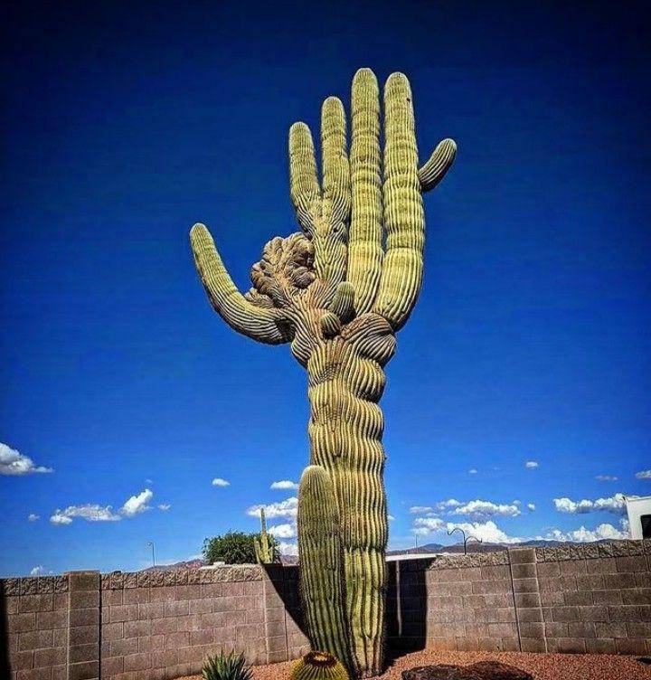 kaktus saguaro (instagram.com/livingvicariouslynomadic)
