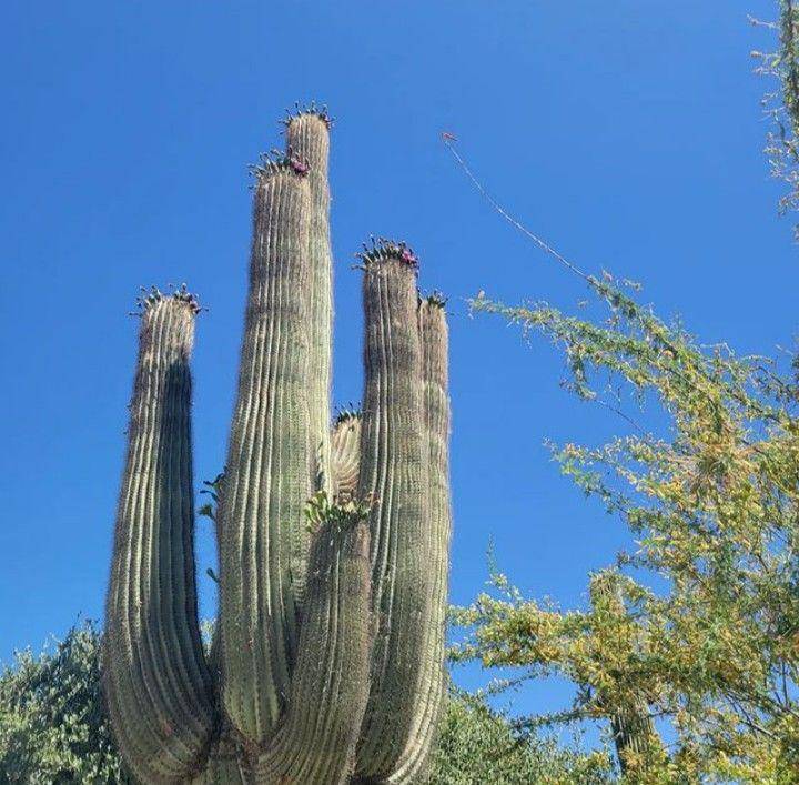 kaktus saguaro (instagram.com/jessinaka333)
