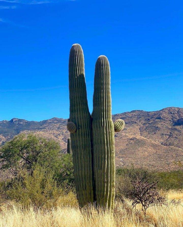 kaktus saguaro (Instagram.com/kiska_kupit_viskas)