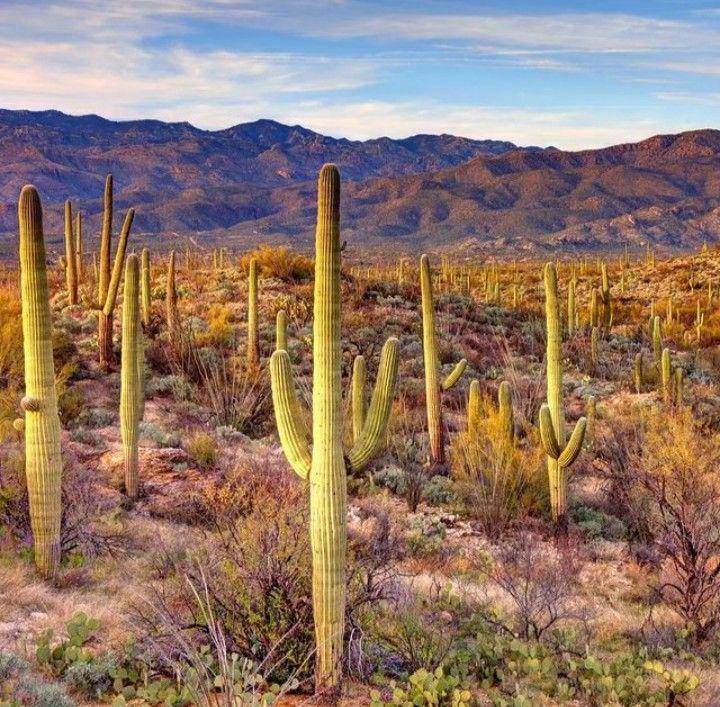 kaktus saguaro (instagram.com/thedesertstickercompany)
