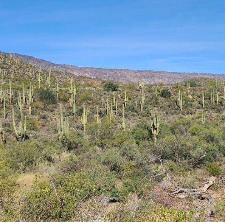 kaktus saguaro (instagram.com/doggiesitter350)