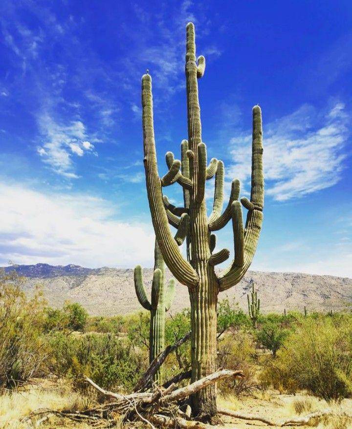 kaktus saguaro (instagram.com/maximeordureau)