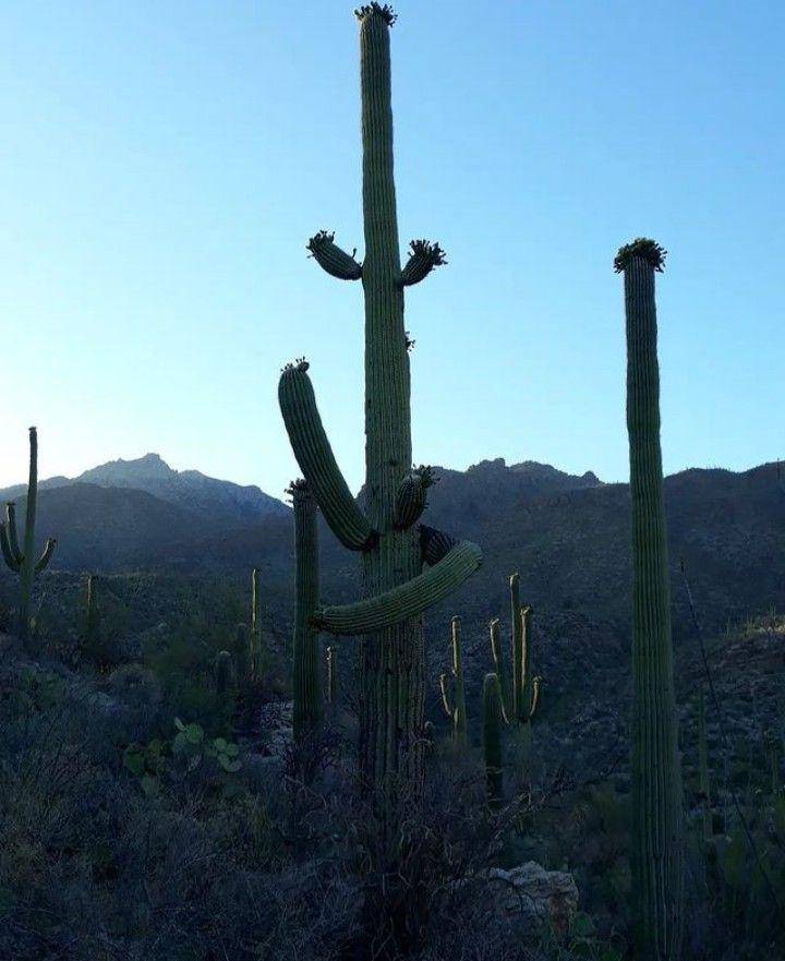 kaktus saguaro (instagram.com/merrybacchus)