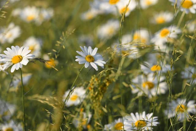 12 Makna Bunga Daisy Secara Umum dan Tiap Warnanya | IDN Times