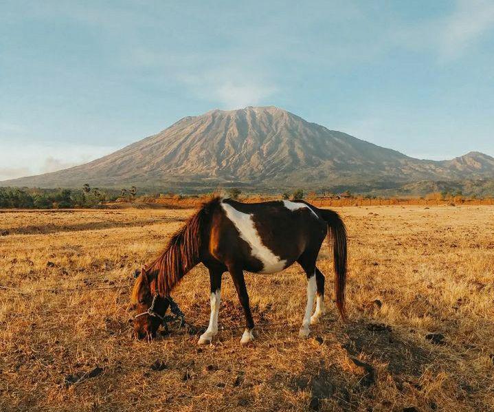 Savanna Tianyar Bali: Informasi Lokasi dan Tips Berkunjung