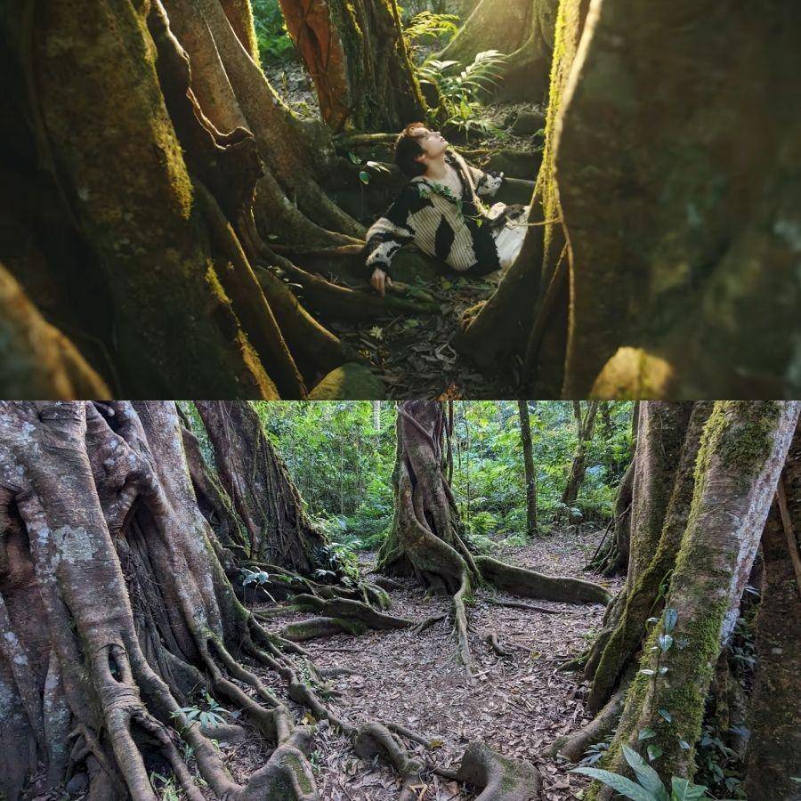 Teaser MV Sugar Rush Ride (atas) dan Giant Tree Kebun Raya Bali (bawah) (youtube.com/HYBE Labels | dok. Google Local Guide/Saphira Hemp)