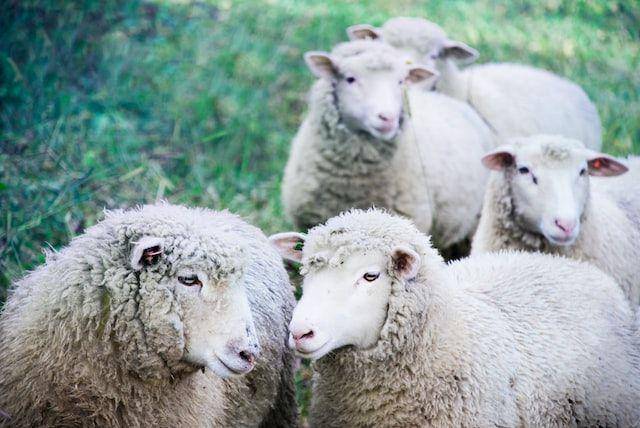 ilustrasi domba merino (unsplash.com/Kiki Falconer)