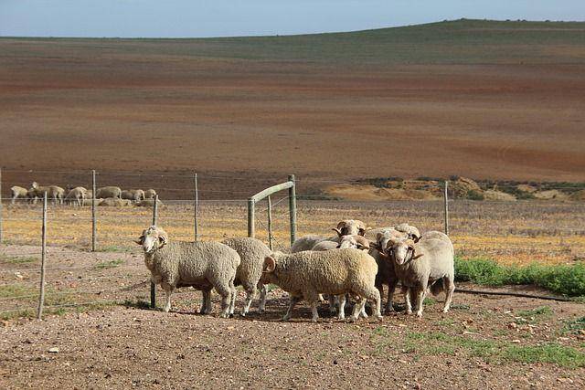 ilustrasi domba merino (pixabay.com/Schulal)