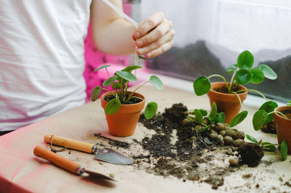 ilustrasi merawat tanaman chinese money plant (pexels.com/Anna Shvets)