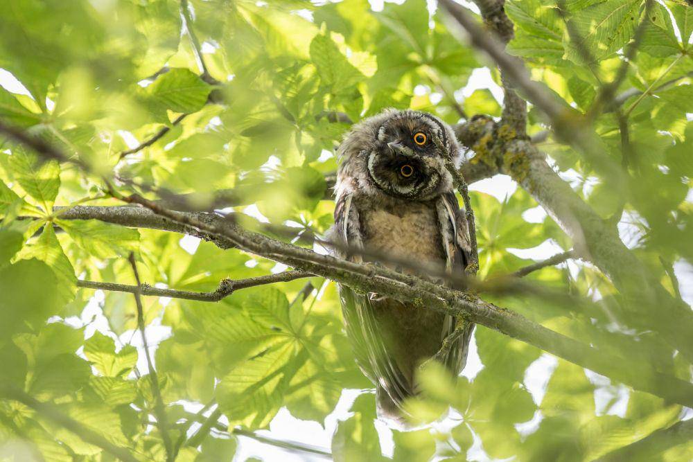 Burung Hantu di dahan pohon (pexels.com/Erik Karits)