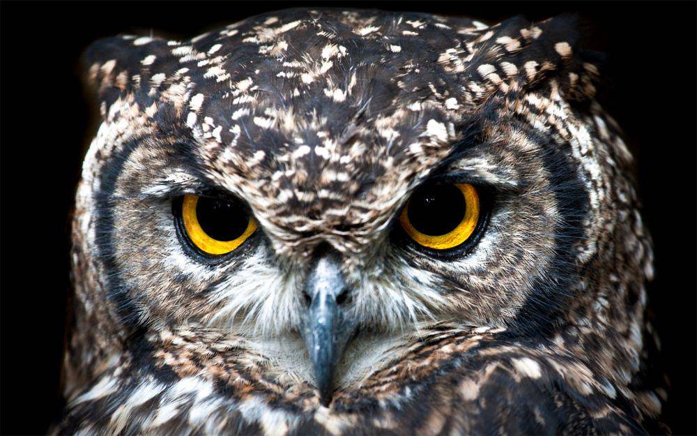 Burung Hantu (pexels.com/Jean van der Meulen)