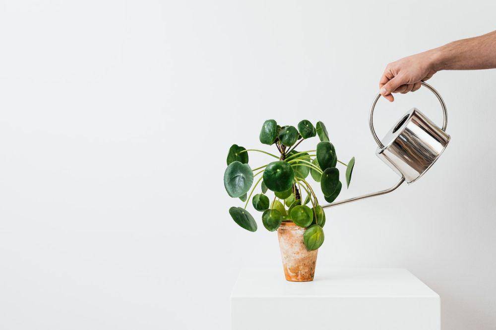 ilustrasi menyiram chinese money plant (pexels.com/Karolina Grabowska)