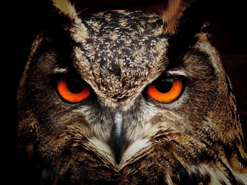 Burung Hantu dari dekat (pexels.com/Pixabay)