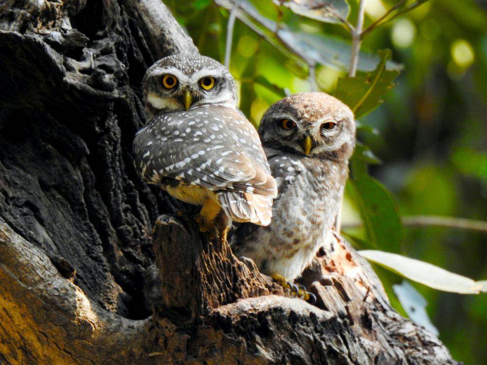 Dua Burung Hantu di dahan pohon (pexels.com/Sharath G)