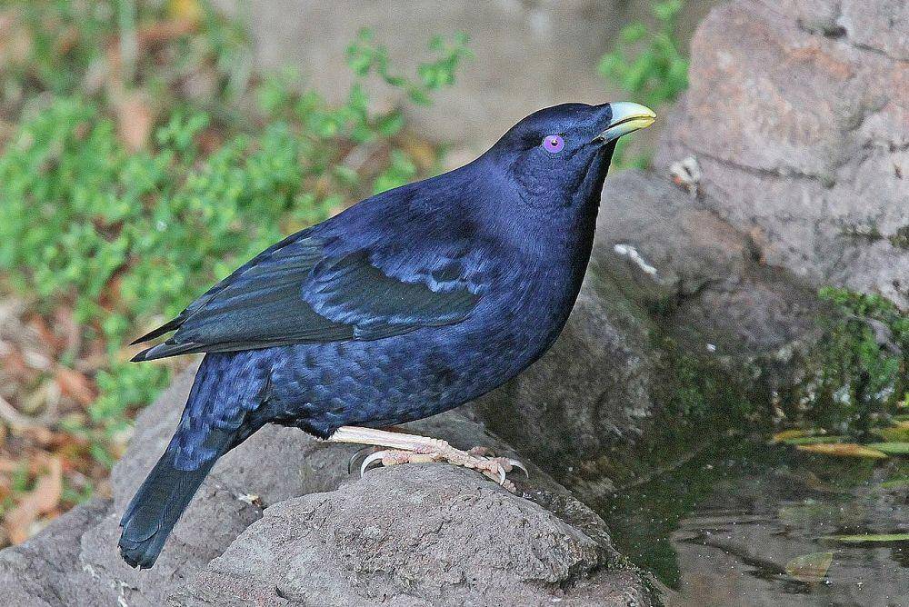 namdur satin di Taman Nasional Lamington, Australia (commons.wikimedia.org/Joseph C Boone)