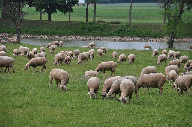 ilustrasi domba merino (pixabay.com/Leonardus2)