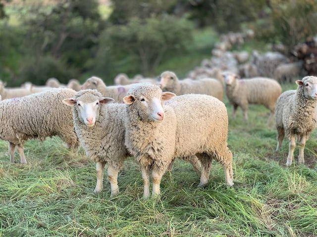 ilustrasi domba merino (unsplash.com/Tanner Yould)