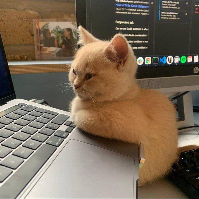 kelakuan kucing lucu (twitter.com/CATBRAINCELL)