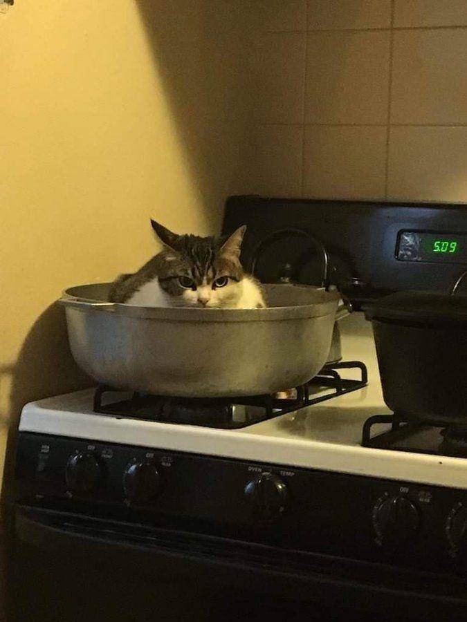 kelakuan kucing lucu (twitter.com/weirdlilguys)