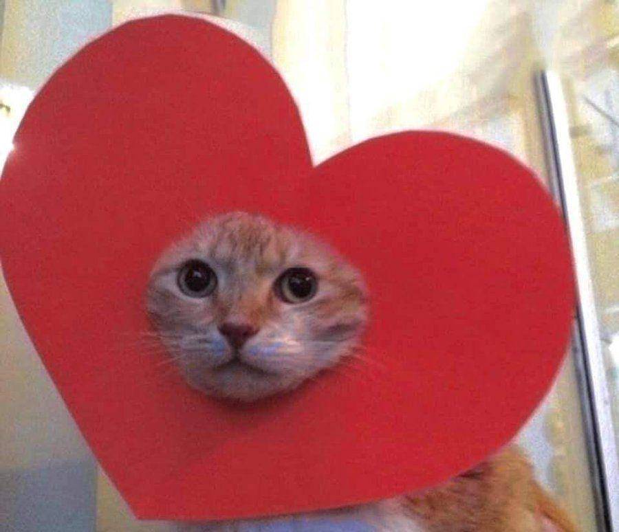 kelakuan kucing lucu (twitter.com/CATBRAINCELL)