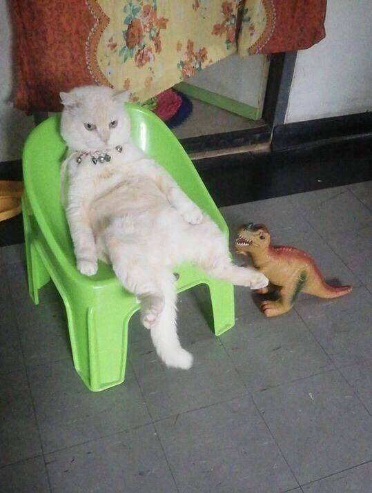 kelakuan kucing lucu (twitter.com/weirdlilguys)