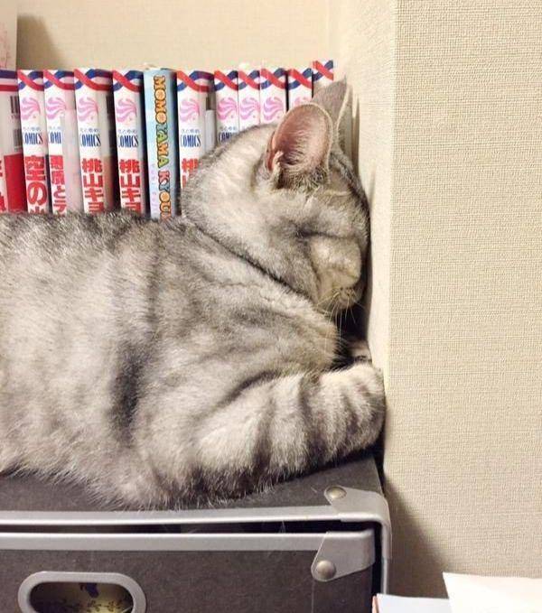 kelakuan kucing lucu (twitter.com/weirdlilguys)
