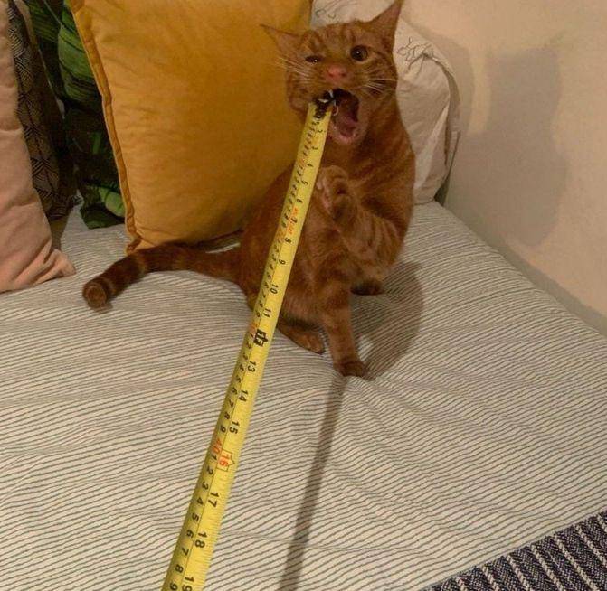 kelakuan kucing lucu (twitter.com/weirdlilguys)