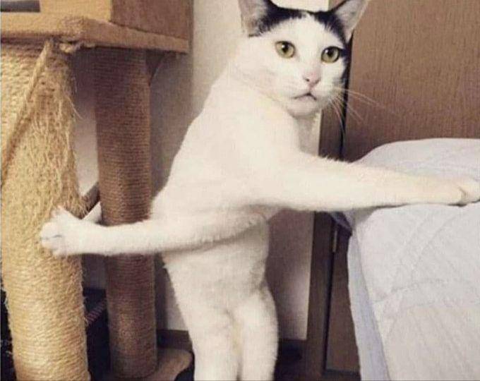 kelakuan kucing lucu (twitter.com/CATBRAINCELL)
