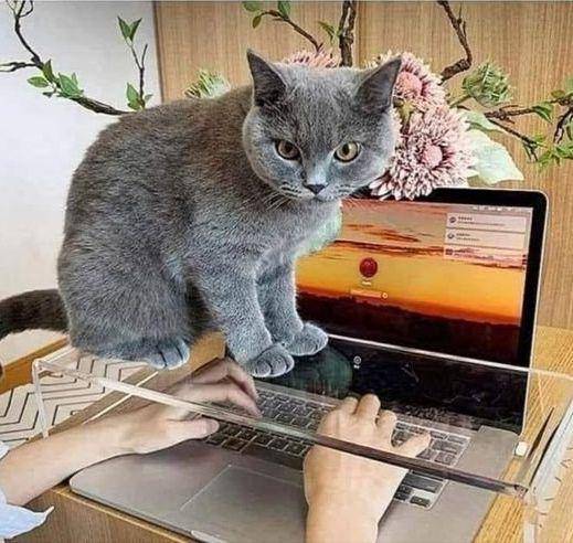 kelakuan kucing lucu (twitter.com/CATBRAINCELL)