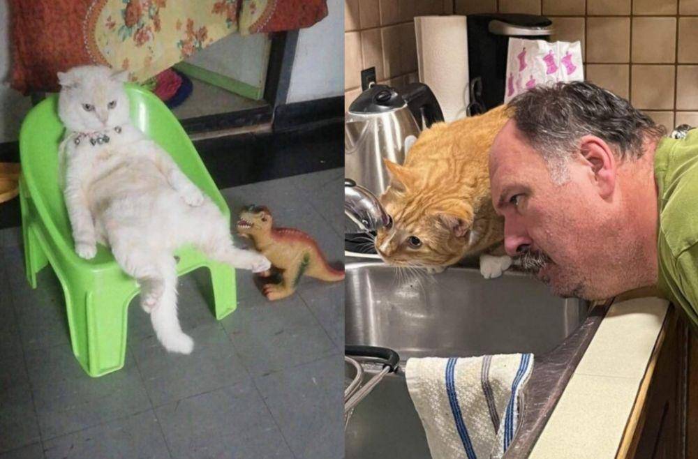 kelakuan kucing lucu (twitter.com/weirdlilguys | twitter.com/CATBRAINCELL)