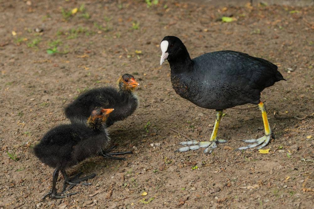 ilustrasi burung american Coot.(pexels.com/Siegfried Poepperl)