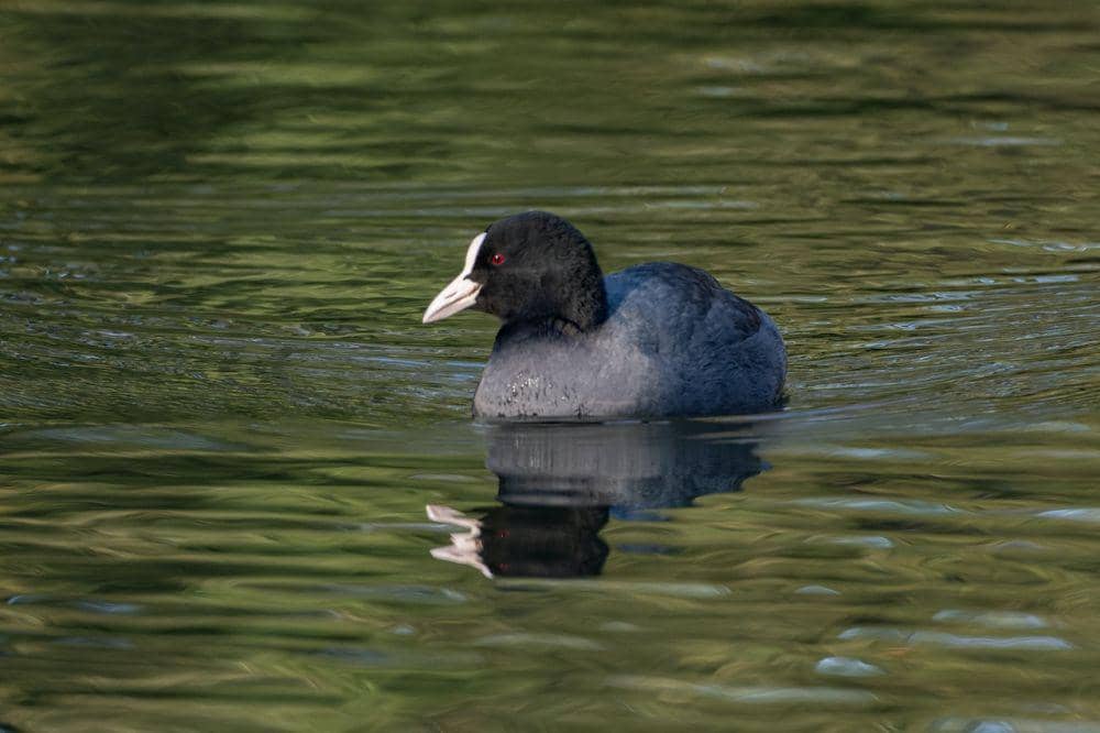 ilustrasi burung Coot Hawaii.(pexels.com/Siegfried Poepperl)