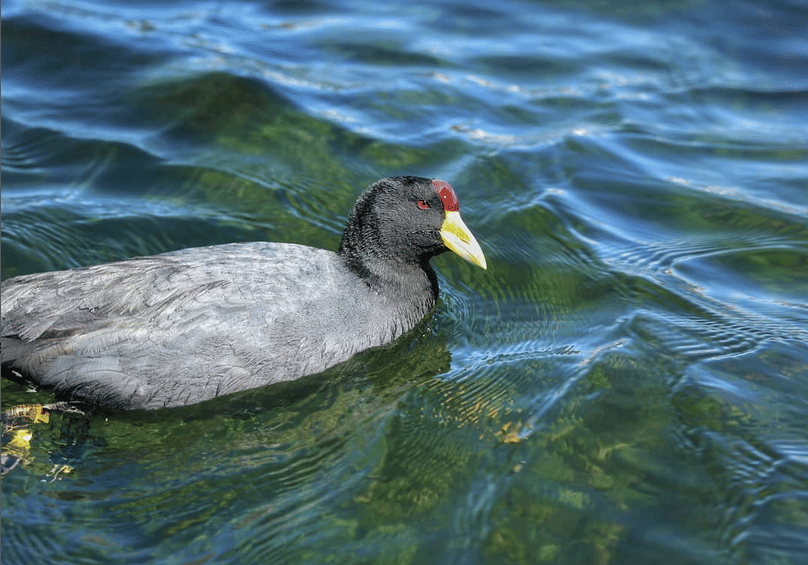 ilustrasi burung Andean Coot.(instagram.com/rosekasili.wildlifephotography)