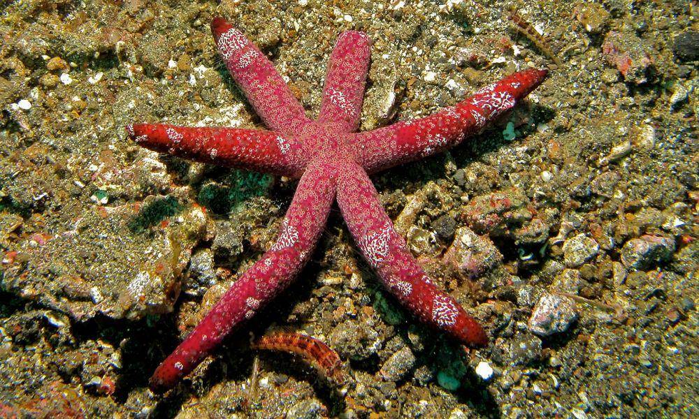 Echinaster luzonicus (commons.wikimedia.org/Bernard DUPONT)