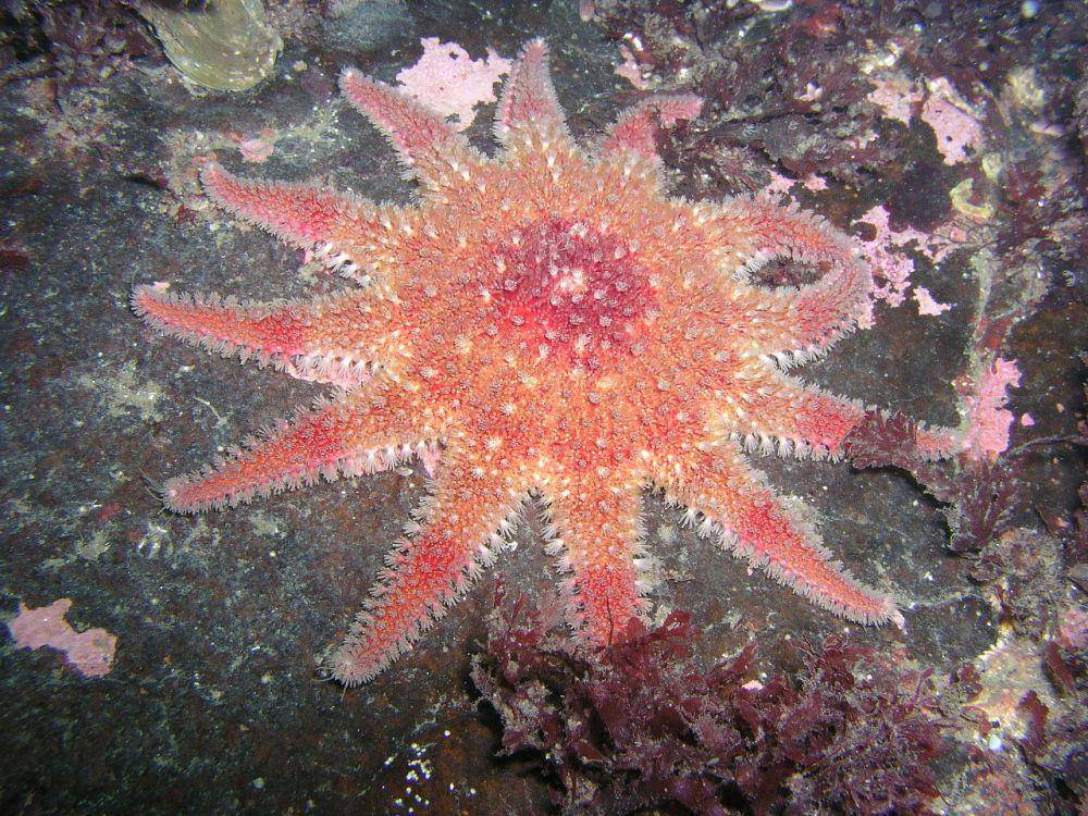Crossaster papposus (commons.wikimedia.org/Anders Finn Jørgensen)